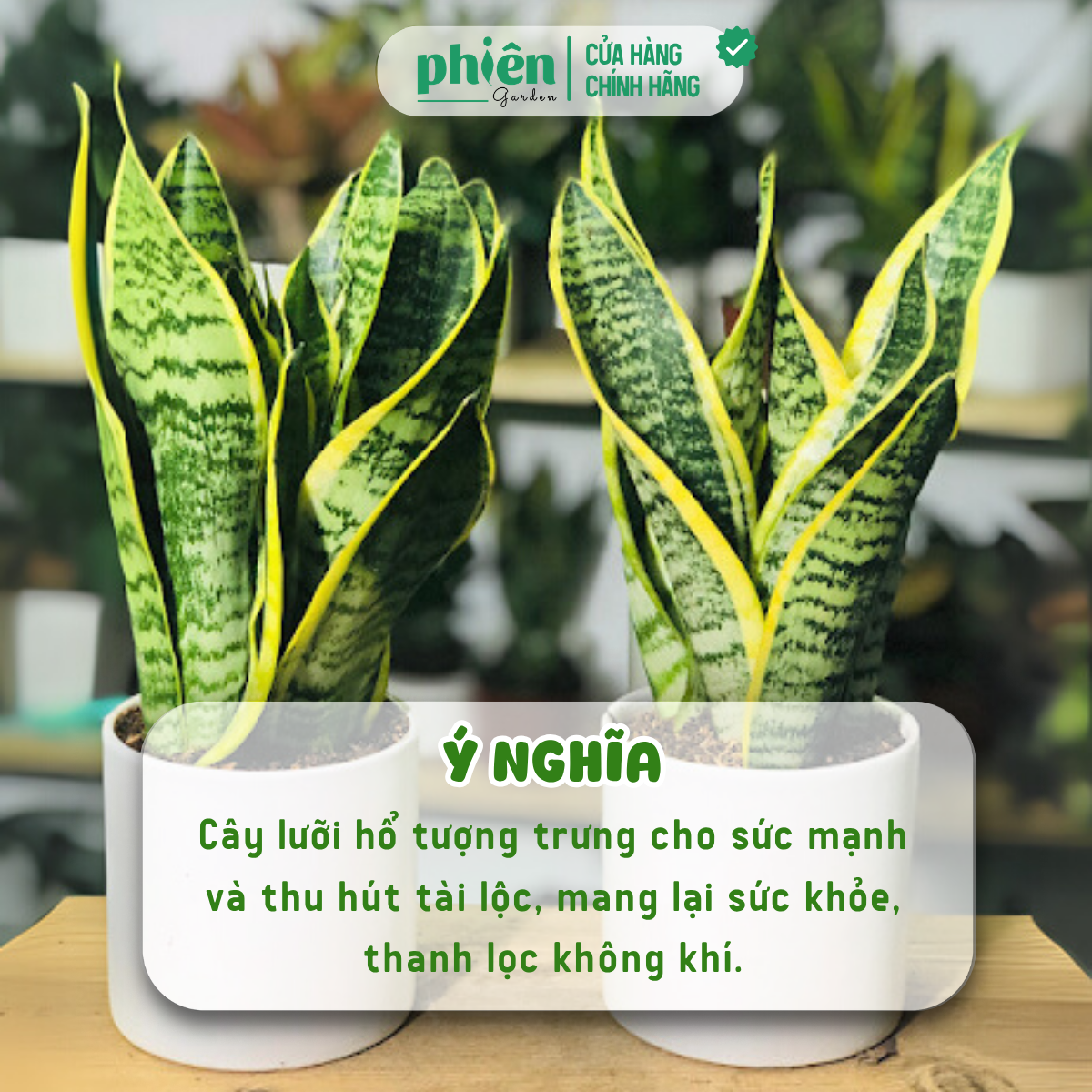 Cây Lưỡi Hổ Sọc Vàng Để Bàn Kèm Chậu Gốm Tráng Men - Ảnh 3