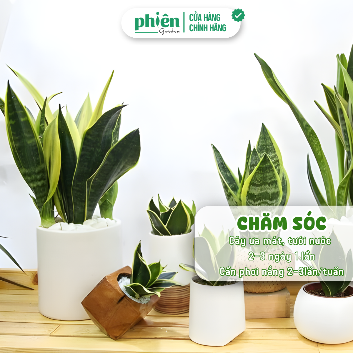 Cây Lưỡi Hổ Sọc Vàng Để Bàn Kèm Chậu Gốm Tráng Men - Ảnh 2