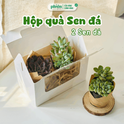 Hộp Quà Tặng 2 Sen Đá Chậu Gốm