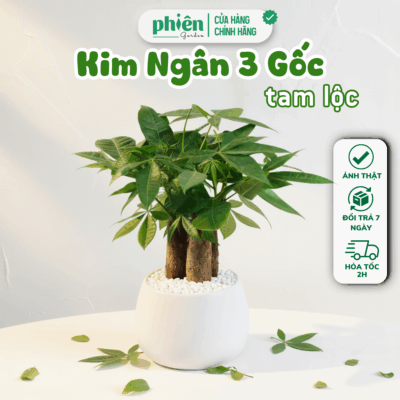 Cây Kim Ngân 3 Gốc - Kim Ngân Tam Lộc Chậu Gốm