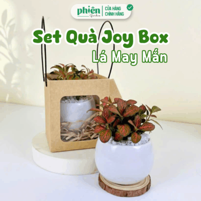 Hộp Quà Lá May Mắn, Sen Đá - Quà Tặng Joy Box