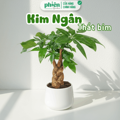 Cây Kim Ngân Thắt Bím Chậu Gốm Để Bàn