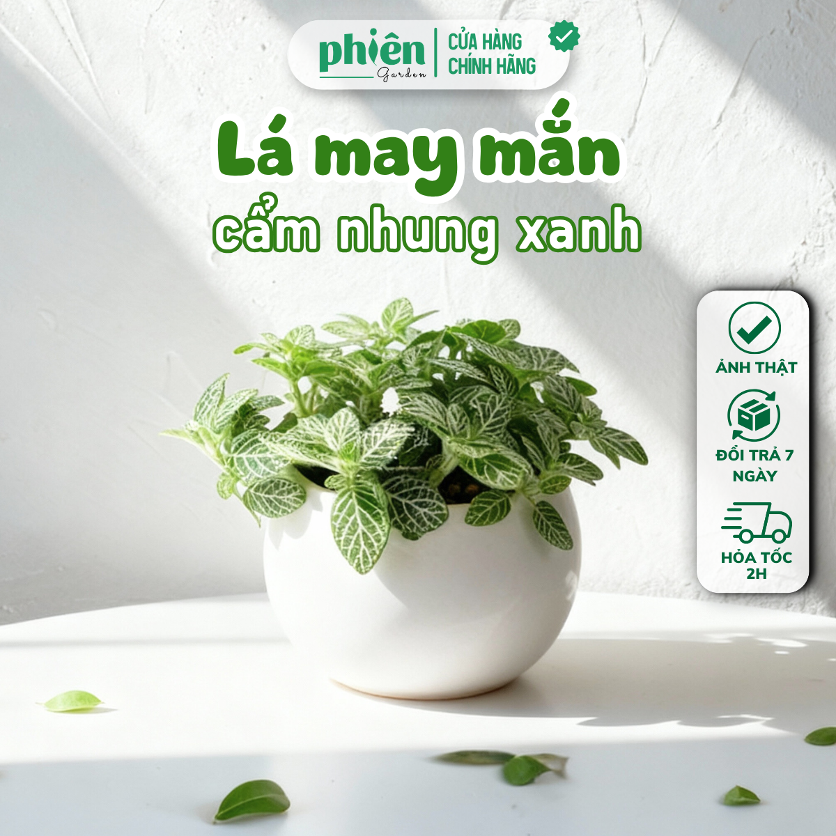 Chậu Cây Fittonia Chậu Gốm Mini, Lá May Mắn Để Bàn