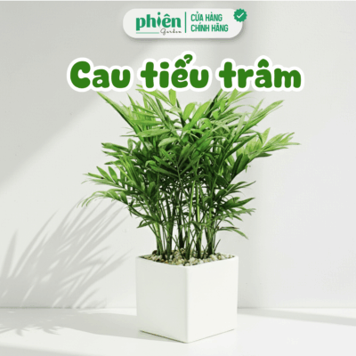 Cây Cau Tiểu Trâm Chậu Gốm Để Bàn Thanh Lọc Bụi Bẩn