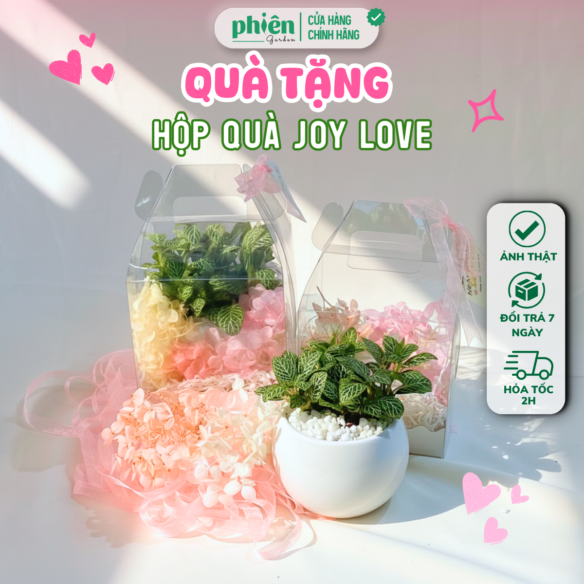 Hộp Quà Cây Lá May Mắn Chậu Gốm Trang Trí Hoa Khô - Joy Love