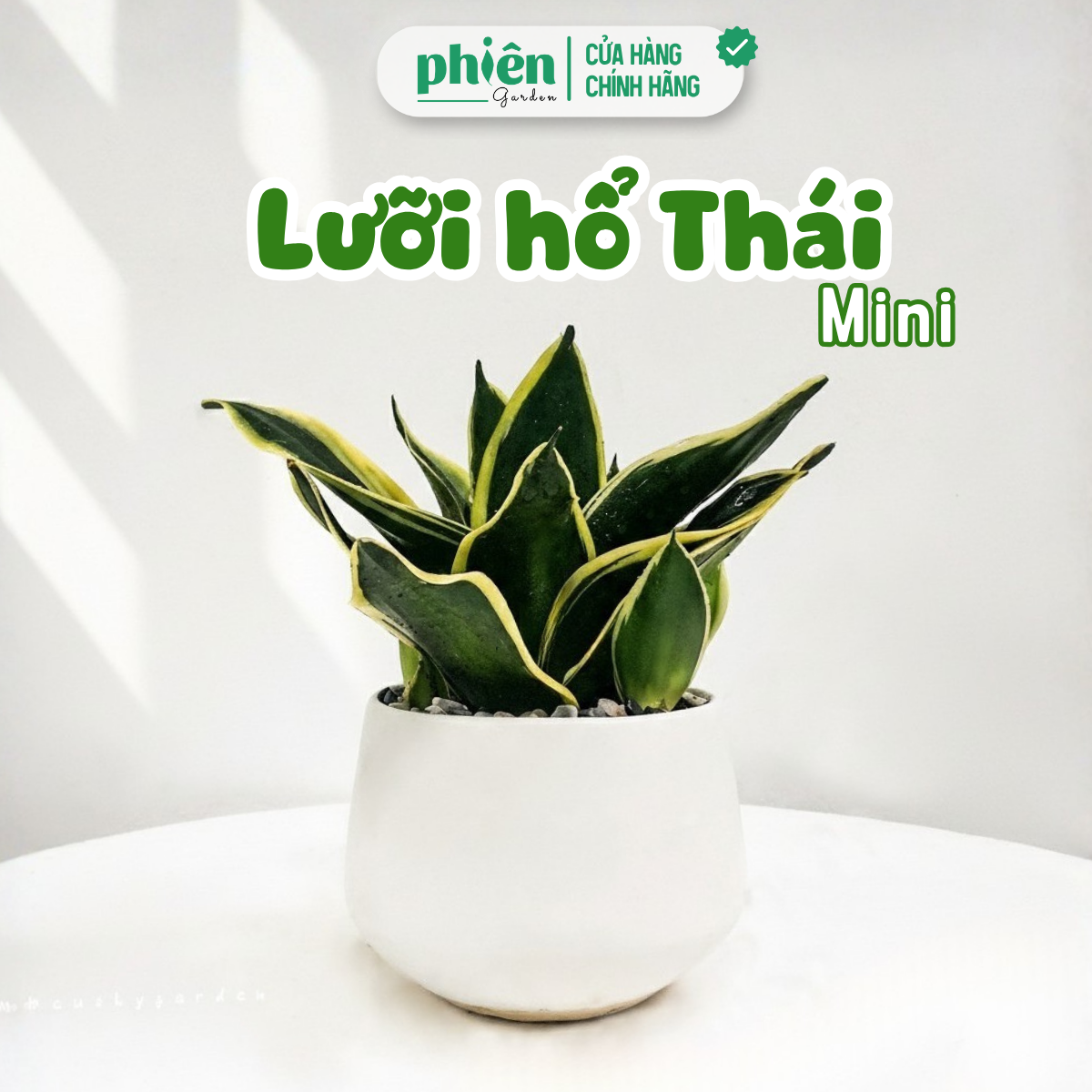 Chậu Cây Lưỡi Hổ Thái Mini Chậu Gốm Để Bàn