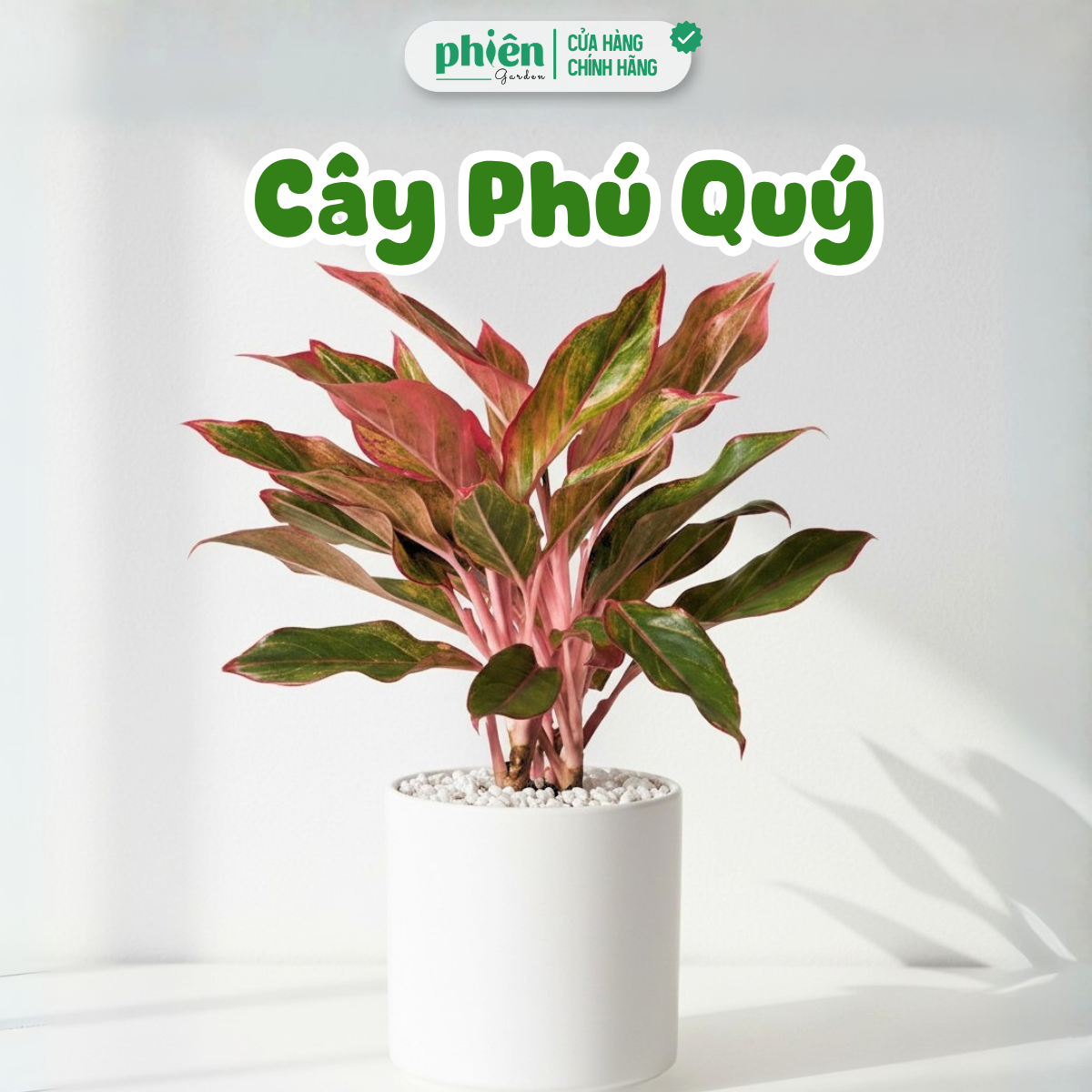 Cây Phú Quý Chậu Gốm Để Bàn, Cây Phong Thủy Mang Lại Sự Thịnh Vượng