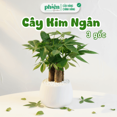 Chậu Cây Kim Ngân 3 Gốc Để Bàn Kèm Chậu Gốm