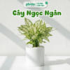 Cây Ngọc Ngân Để Bàn Chậu Gốm