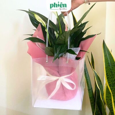 Túi Giấy Kraft đựng cây xanh có quai - Túi Giấy Xi Măng Giấy Dày Định Lượng 120gsm