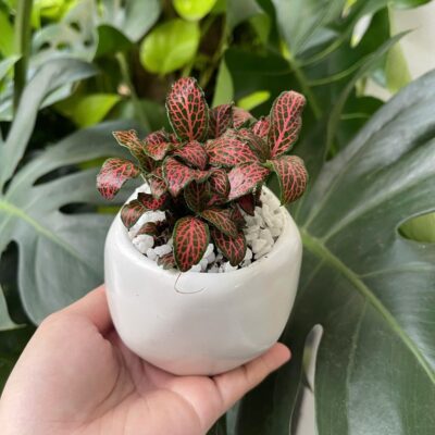 Chậu Cây Fittonia Lá May Mắn, Cây Cẩm Nhung Để Bàn, Tặng Tốt Nghiệp, Sinh Nhật Kèm Chậu Gốm Cực Xinh