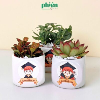 Chậu Cây Lá May Mắn, Cẩm Nhung Để Bàn, Fittonia Tặng Tốt Nghiệp, Sinh Nhật Kèm Chậu Gốm Cực Xinh