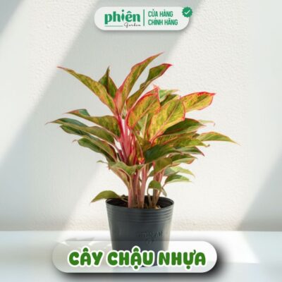 Chậu Cây Phú Quý Để Bàn Kèm Chậu Gốm Tráng Men, Cây Phong Thủy Mang Lại Sự Thịnh Vượng