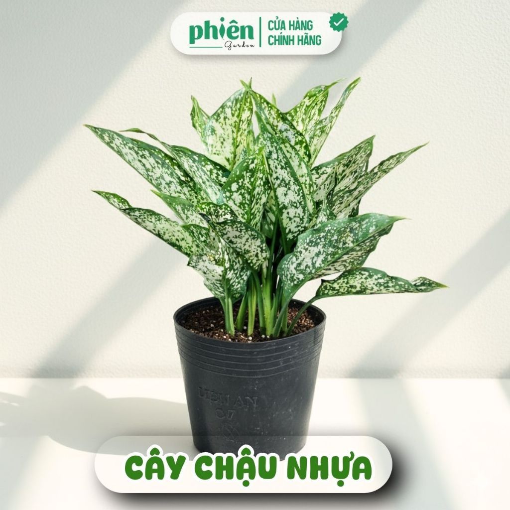 Chậu Cây Ngọc Ngân Để Bàn Phong Thuỷ Kèm Chậu Gốm Quà Tặng Đồng Nghiệp, Doanh Nghiệp, Đối Tác