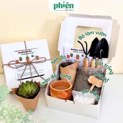 Set Quà Tặng Cây Sen Đá The Gift Box Ý Nghĩa, Quà Tặng Đồng Nghiệp Doanh Nghiệp Và Bạn Bè Tinh Tế