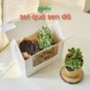 Hộp  sen đá ý nghĩa, Set 2 Sen đá quà tặng sinh nhật Quà Tặng Đồng Nghiệp, Doanh Nghiệp, Đối Tác, Bạn Bè