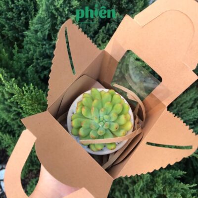 Set Quà Sen Đá Kèm chậu đất nung, Set 1 Sen Đá Hộp Quà Tặng Quà Tặng Đồng Nghiệp, Doanh Nghiệp, Đối Tác, Bạn Bè