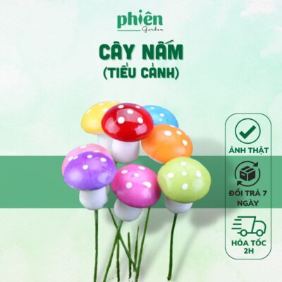 Cây Nấm trang trí tiểu cảnh, sen đá, terrarium, Phụ kiện Tiểu cảnh mini