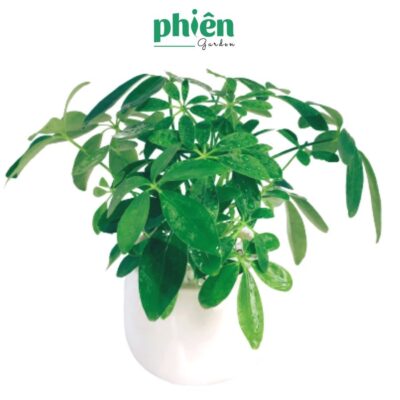 Chậu Cây Ngũ Gia Bì Để Bàn Kèm Chậu Gốm Tráng Men Thanh Lọc Không Khí, Decor Văn Phòng Sang Trọng