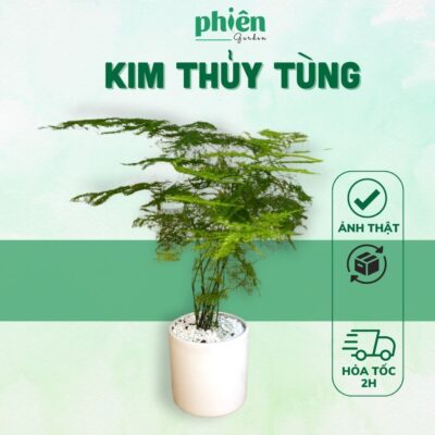 Cây Kim Thủy Tùng để bàn kèm chậu gốm tráng men, cây măng leo cực xinh