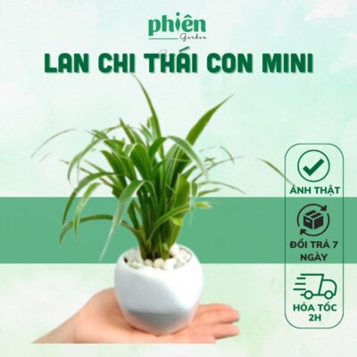 Cây Lan Chi - Cây Dây nhện mini để bàn kèm chậu gốm tráng men