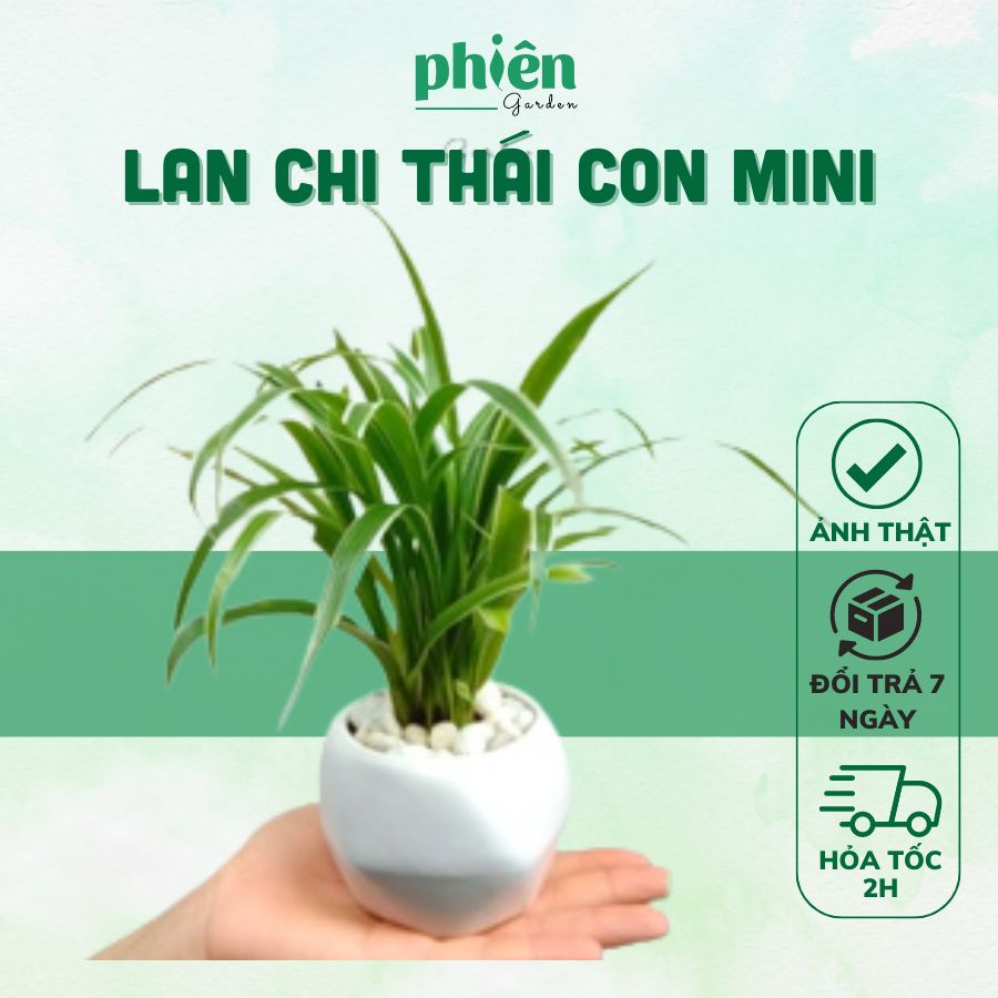 Cây Lan Chi - Cây Dây nhện mini để bàn kèm chậu gốm tráng men