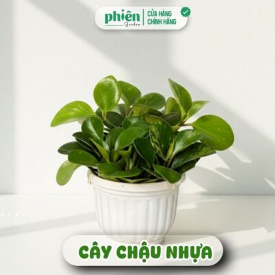 Chậu Cây Trường Sinh Xanh để bàn kèm chậu gốm tráng men