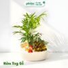 Cây Để Bàn Văn Phòng, Cây Mix, Cây Vạn Lộc, Kim Thủy Tùng, Cần Thăng, Kim Ngân 3 Gốc Chậu Gốm Mix