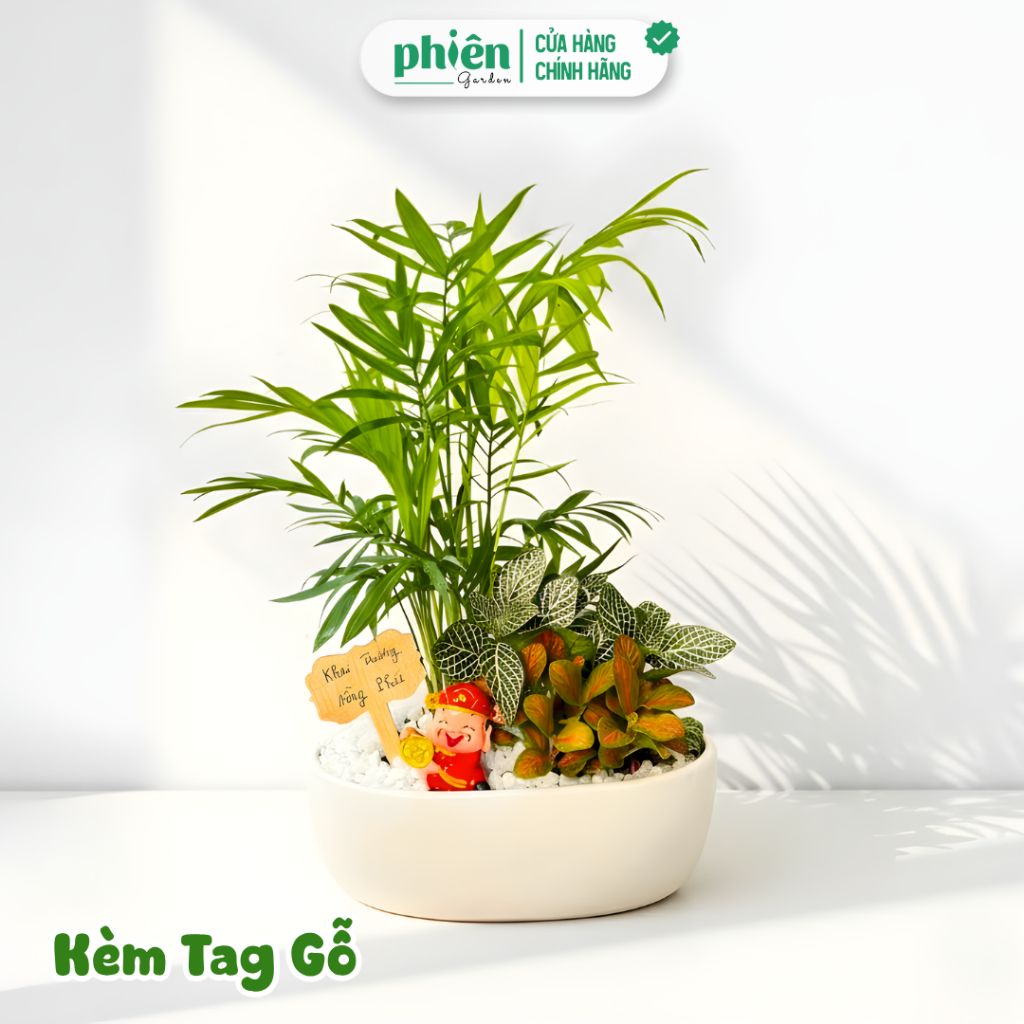Cây Để Bàn Văn Phòng, Cây Mix, Cây Vạn Lộc, Kim Thủy Tùng, Cần Thăng, Kim Ngân 3 Gốc Chậu Gốm Mix