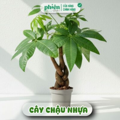 Chậu Cây Kim Ngân thắt bím, Kim Ngân nơ để bàn kèm chậu gốm tráng men