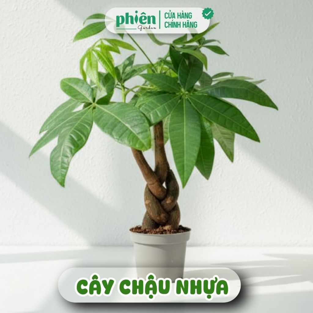 Chậu Cây Kim Ngân thắt bím, Kim Ngân nơ để bàn kèm chậu gốm tráng men