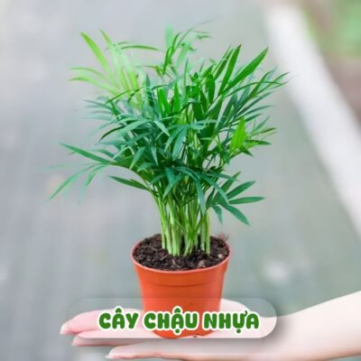 Chậu Cây Cau Tiểu Trâm Để Bàn Tốt Phong Thủy Kèm Chậu Gốm, Cây Cảnh Mini Thanh Lọc Bụi Bẩn