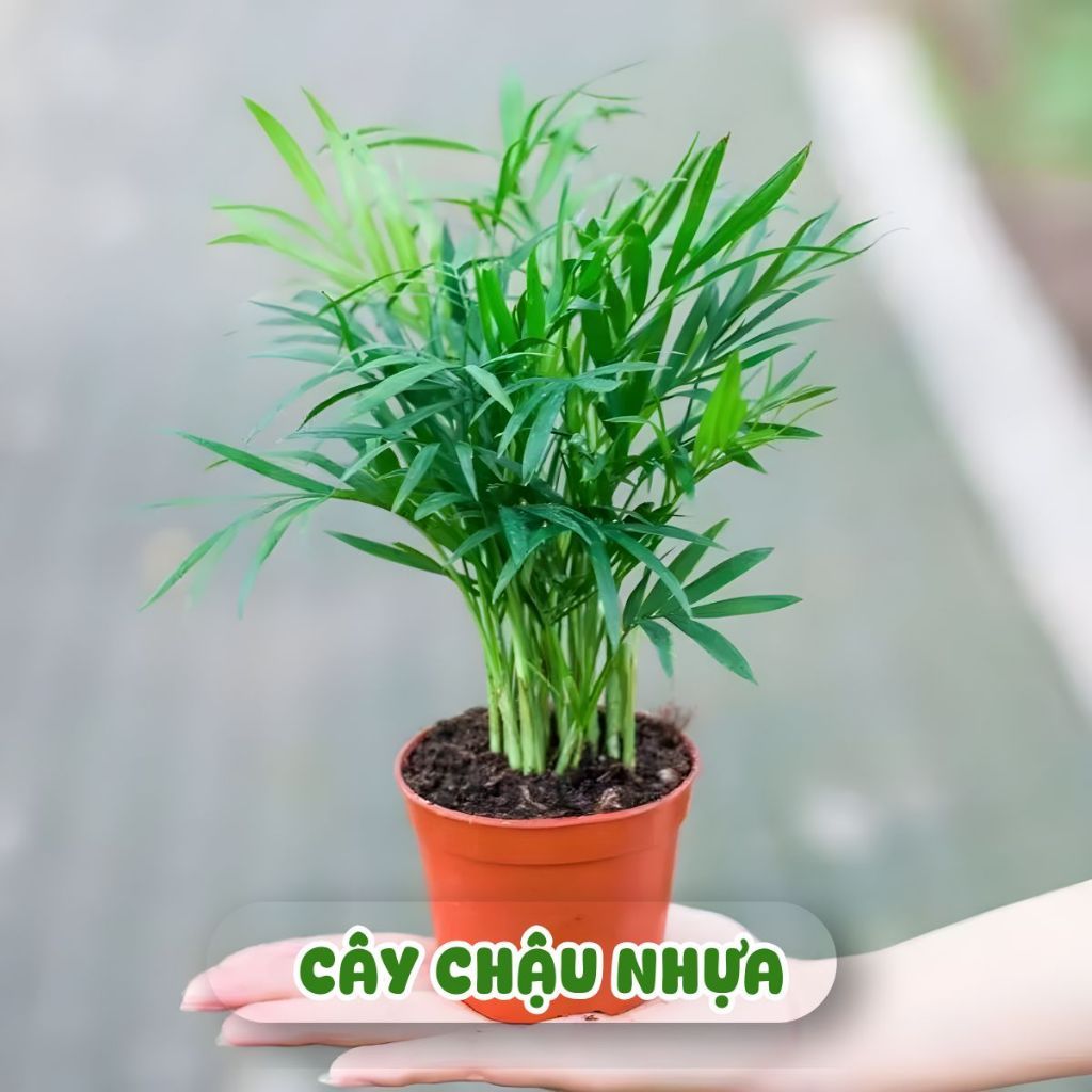 Chậu Cây Cau Tiểu Trâm Để Bàn Tốt Phong Thủy Kèm Chậu Gốm, Cây Cảnh Mini Thanh Lọc Bụi Bẩn