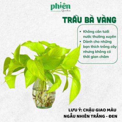 Cây Thuỷ Sinh Để Bàn Chậu Tự Tưới, Tiết Kiệm Thời Gian Chăm Cây, Cây Để Bàn, Văn Phòng