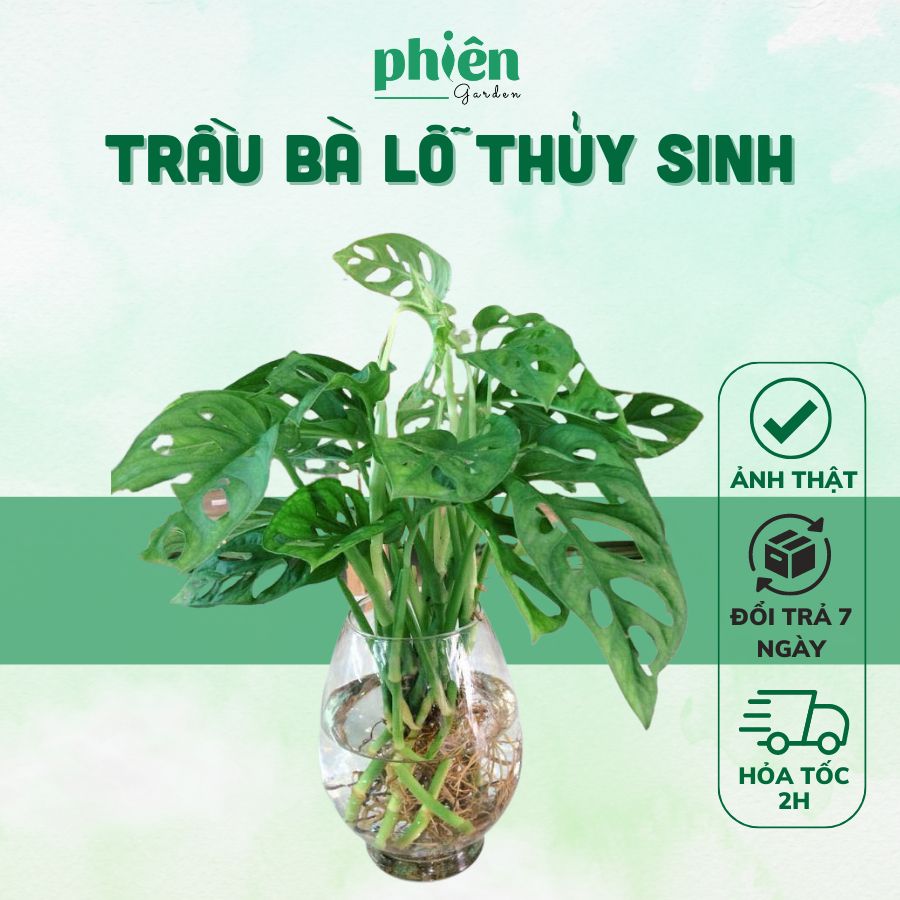 Chậu Cây Trầu Bà Lỗ thủy sinh để bàn chậu thủy tinh