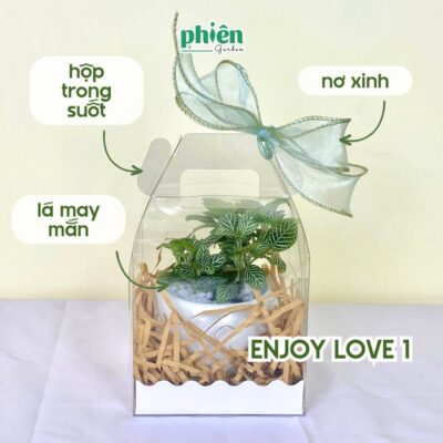 Set Enjoy Life Set Quà Cây Chậu Kèm Nơ, Hộp Quà Trong Suốt Quà Tặng Đồng Nghiệp, Doanh Nghiệp, Đối Tác, Bạn Bè