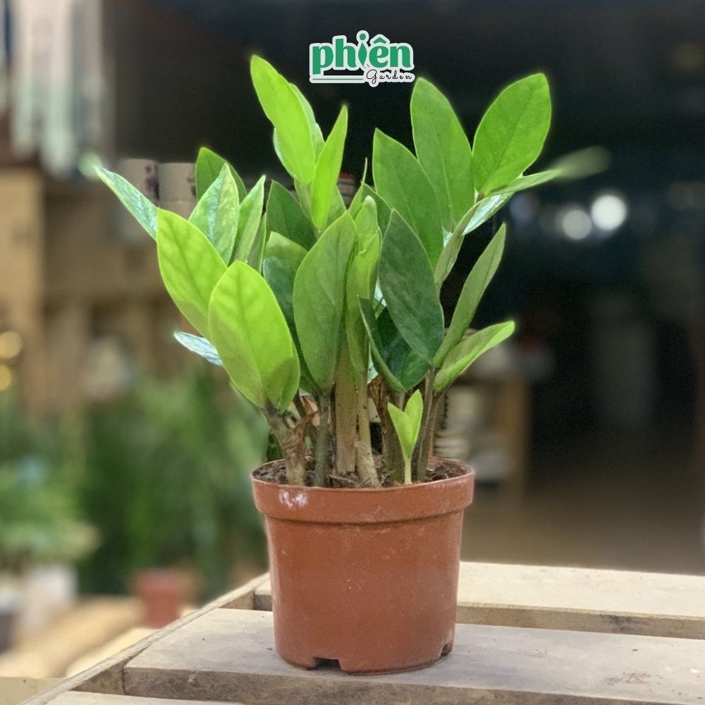 Chậu cây Kim Phát Tài Xanh Trang Trí Vườn Để Bàn Kèm Chậu Gốm Tráng Men