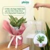 Chậu Cây Tốt Nghiệp Gói Giấy Kiểu Bó Hoa, Túi Quà Tặng Cây Xanh Để Bàn Tinh Tế, Tặng Bạn Bè,Tân Gia