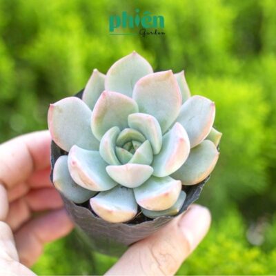 Sen Đá Đà Lạt mini, Sen đá kèm chậu đất nung đẹp để bàn