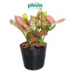 Chậu Cây Vạn Lộc kèm Chậu gốm tráng men