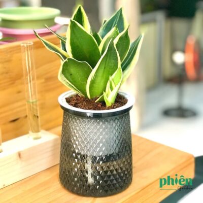 Cây Lưỡi Hổ Thủy Sinh Kèm Chậu Thủy Tinh Để Bàn Phong Thủy May Mắn