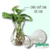 Chậu thủy tinh trồng cây thủy canh, nhiều hình dạng kích thước