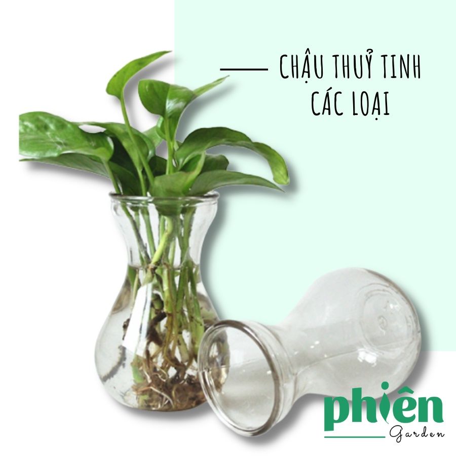 Chậu thủy tinh trồng cây thủy canh, nhiều hình dạng kích thước