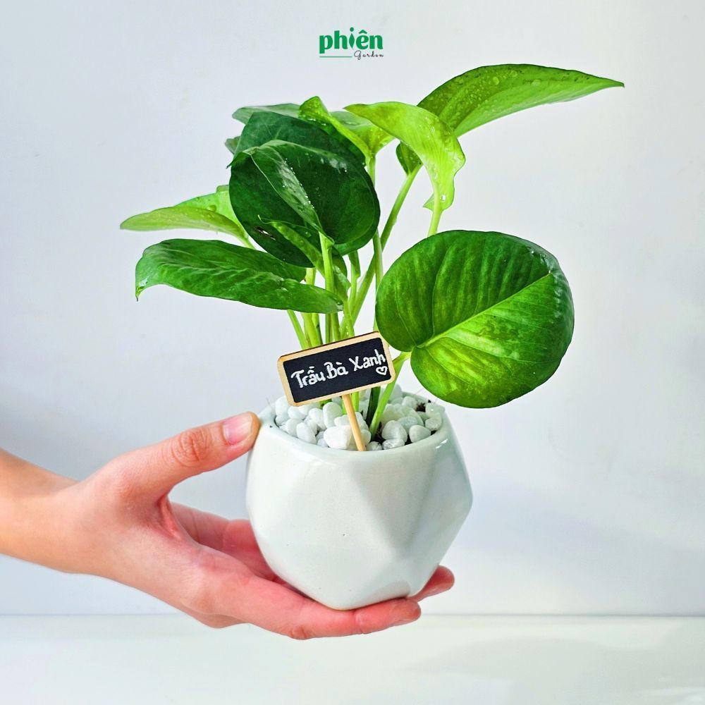 Cây Giả-Th.ật, Chậu Cây Trầu Bà Xanh Để Bàn Kèm Chậu Tráng Men, Cây Để Bàn