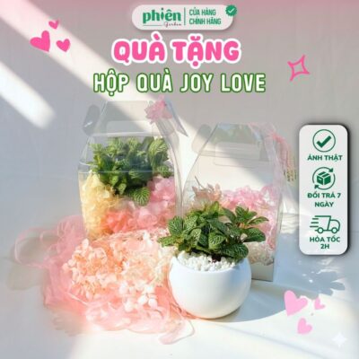 Set Trang Trí Hoa Khô Cây Lá May Mắn Hộp Trong Suốt Joy Love Quà Tặng Đồng Nghiệp, Doanh Nghiệp, Đối Tác, Bạn Bè