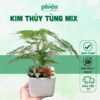 Cây Kim Thủy Tùng Mix Fittonia kèm chậu gốm tráng men