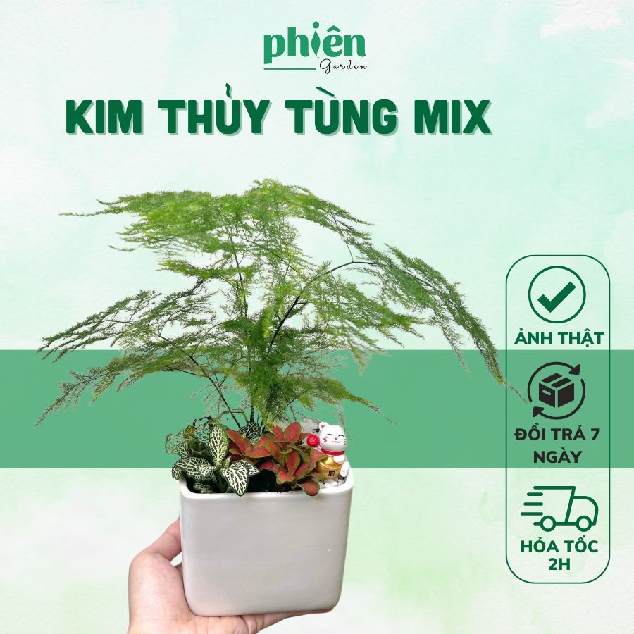 Cây Kim Thủy Tùng Mix Fittonia kèm chậu gốm tráng men