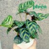 Cây Đuôi Công Đốm Xanh Trang Trí Vườn, Calathea Makoyana Để Bàn Decor Không Gian