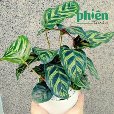 Cây Đuôi Công Đốm Xanh Trang Trí Vườn, Calathea Makoyana Để Bàn Decor Không Gian