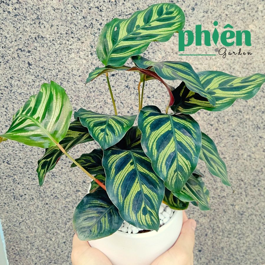 Cây Đuôi Công Đốm Xanh Trang Trí Vườn, Calathea Makoyana Để Bàn Decor Không Gian